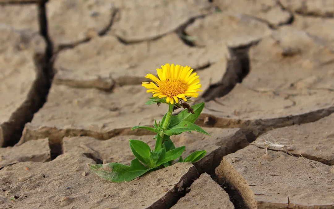 Cómo Desarrollar la Resiliencia