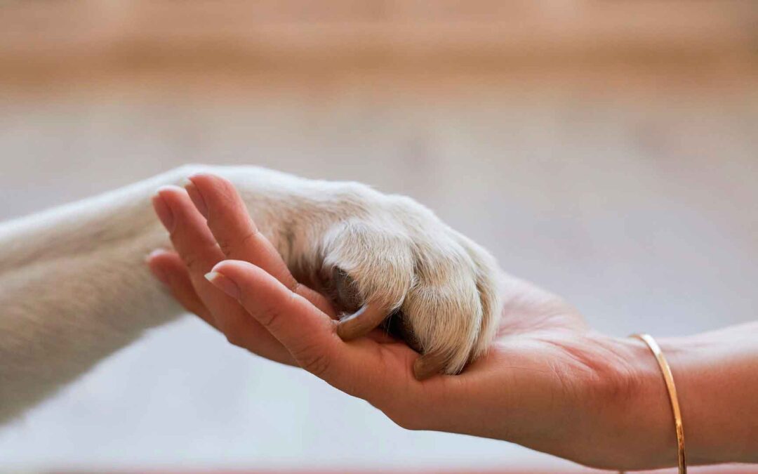 ¿Cómo superar el duelo por la pérdida de una mascota y cuidar tu bienestar emocional?